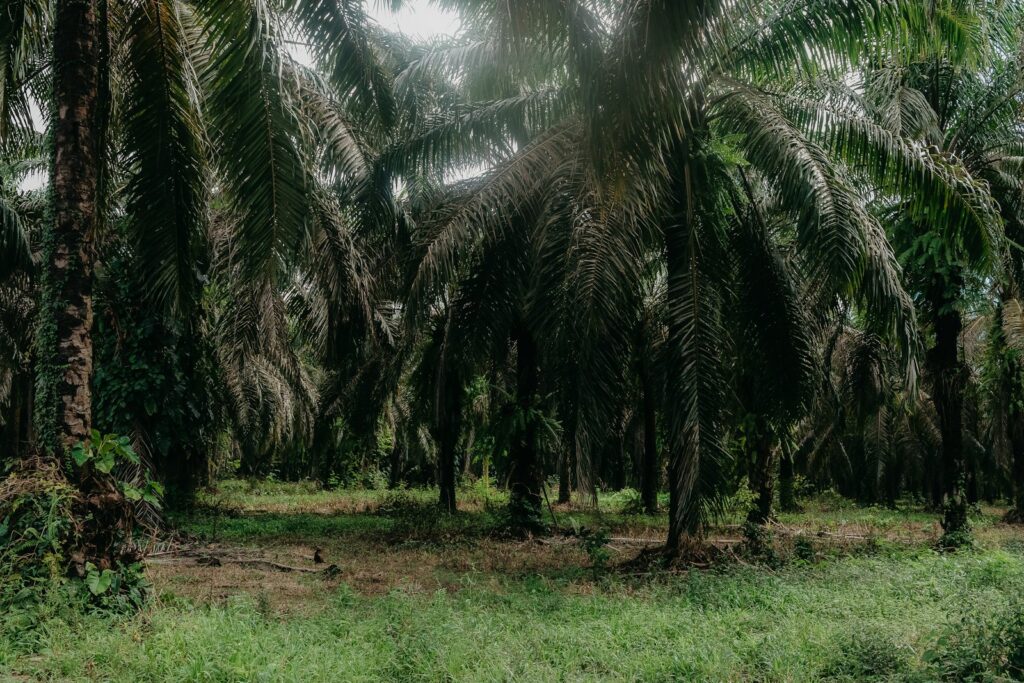 Dense palm oil plantation with green undergrowth, development land for sale Johor Malaysia