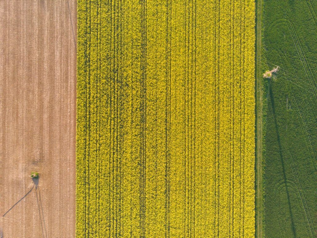 Aerial view of cultivated rows across the site