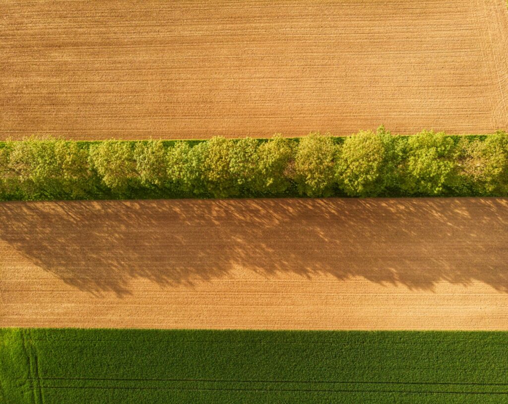 Standing crop across the site