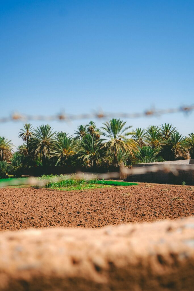 Palm trees and cultivated field under a clear blue sky, commercial land for sale Selangor Malaysia