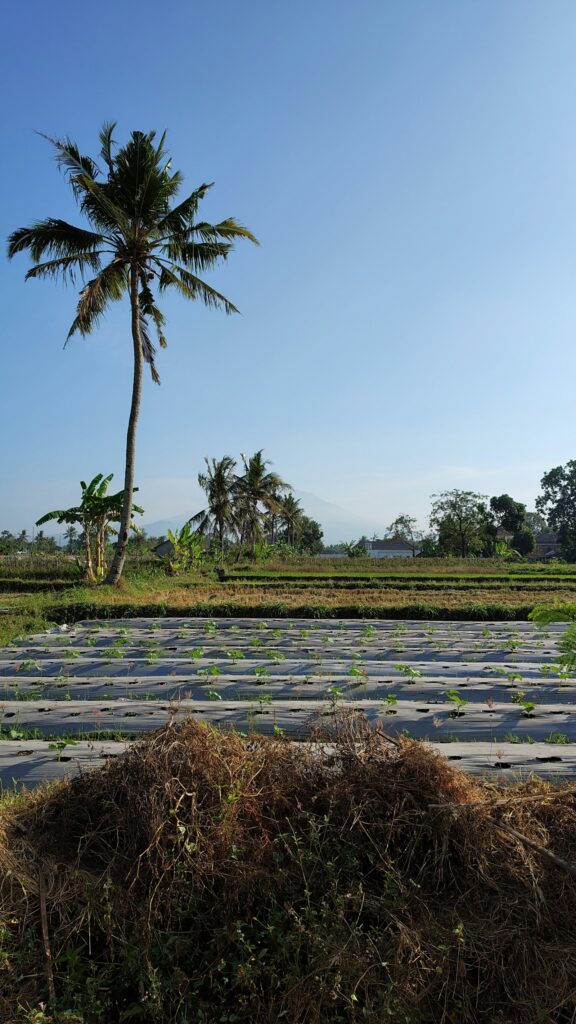Palm beside a planted field