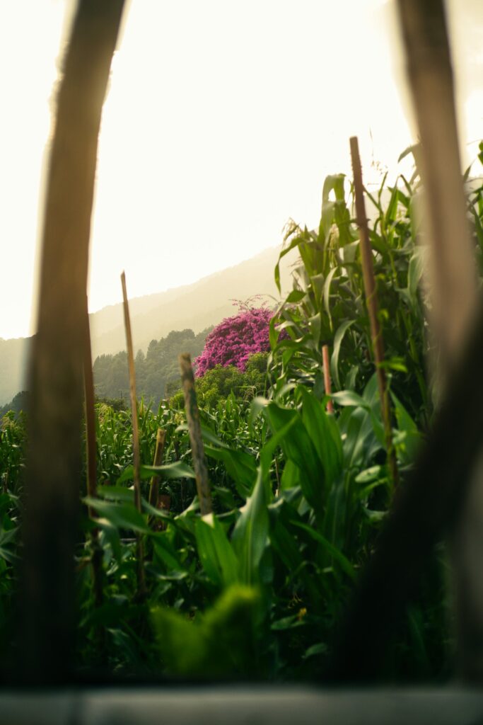 Planted land with hills beyond